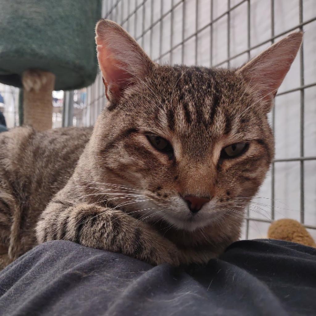 Andre the Giant, an adoptable Domestic Short Hair in Taos, NM, 87571 | Photo Image 5