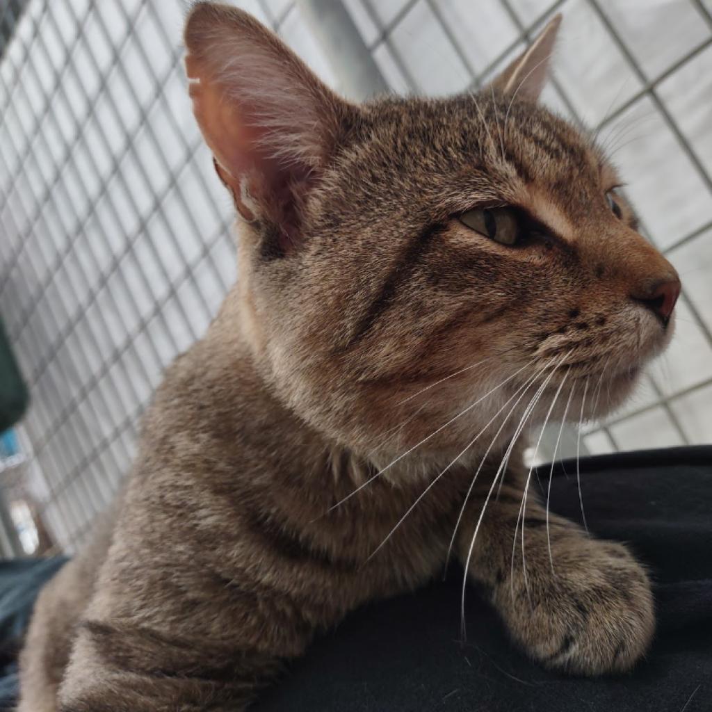 Andre the Giant, an adoptable Domestic Short Hair in Taos, NM, 87571 | Photo Image 6