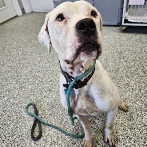 Avalanche, an adoptable Boxer, English Bulldog in Kingman, KS, 67068 | Photo Image 1