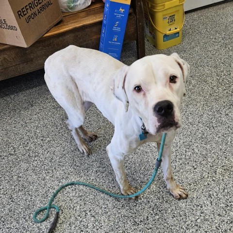 Avalanche, an adoptable Boxer, English Bulldog in Kingman, KS, 67068 | Photo Image 2