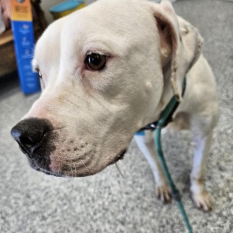 Avalanche, an adoptable Boxer, English Bulldog in Kingman, KS, 67068 | Photo Image 3