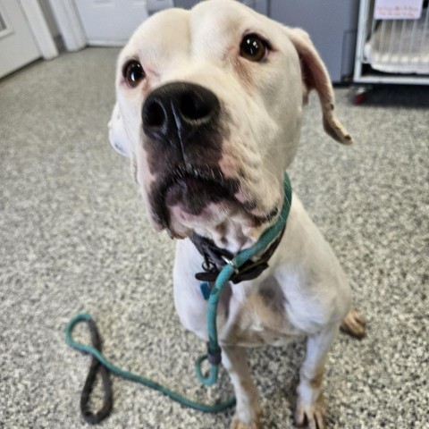 Avalanche, an adoptable Boxer, English Bulldog in Kingman, KS, 67068 | Photo Image 6