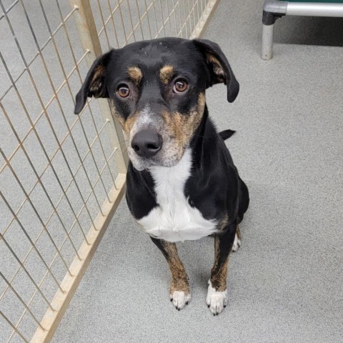 Chap, an adoptable Border Collie, German Shepherd Dog in Kingman, KS, 67068 | Photo Image 1