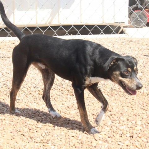 Chap, an adoptable Border Collie, German Shepherd Dog in Kingman, KS, 67068 | Photo Image 2