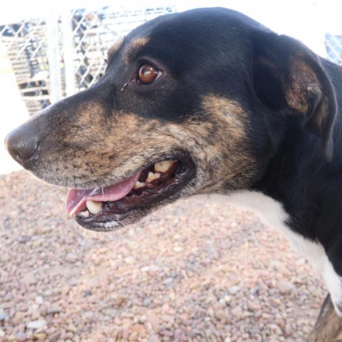 Chap, an adoptable Border Collie, German Shepherd Dog in Kingman, KS, 67068 | Photo Image 3