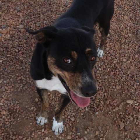 Chap, an adoptable Border Collie, German Shepherd Dog in Kingman, KS, 67068 | Photo Image 4