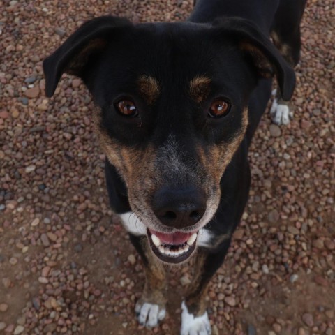 Chap, an adoptable Border Collie, German Shepherd Dog in Kingman, KS, 67068 | Photo Image 5