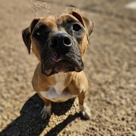 Ali, an adoptable Boxer, Mixed Breed in Kingman, KS, 67068 | Photo Image 1