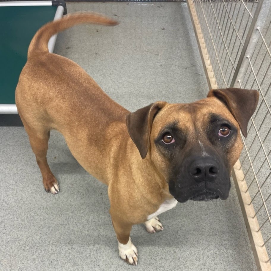 Ali, an adoptable Boxer, Mixed Breed in Kingman, KS, 67068 | Photo Image 1