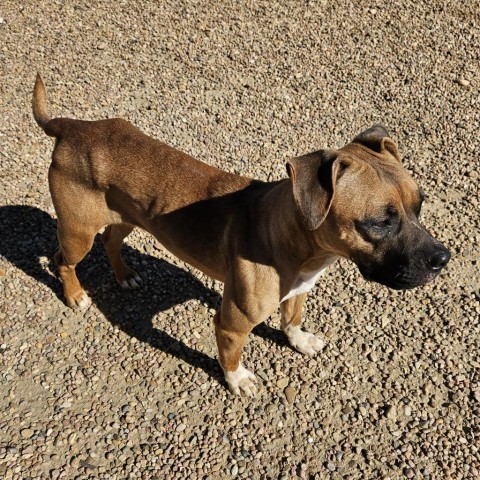 Ali, an adoptable Boxer, Mixed Breed in Kingman, KS, 67068 | Photo Image 3