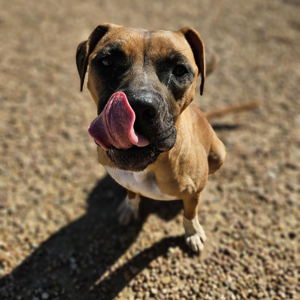 Ali, an adoptable Boxer, Mixed Breed in Kingman, KS, 67068 | Photo Image 3