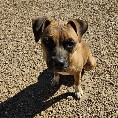 Ali, an adoptable Boxer, Mixed Breed in Kingman, KS, 67068 | Photo Image 4