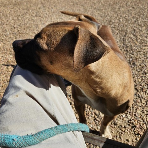 Ali, an adoptable Boxer, Mixed Breed in Kingman, KS, 67068 | Photo Image 5