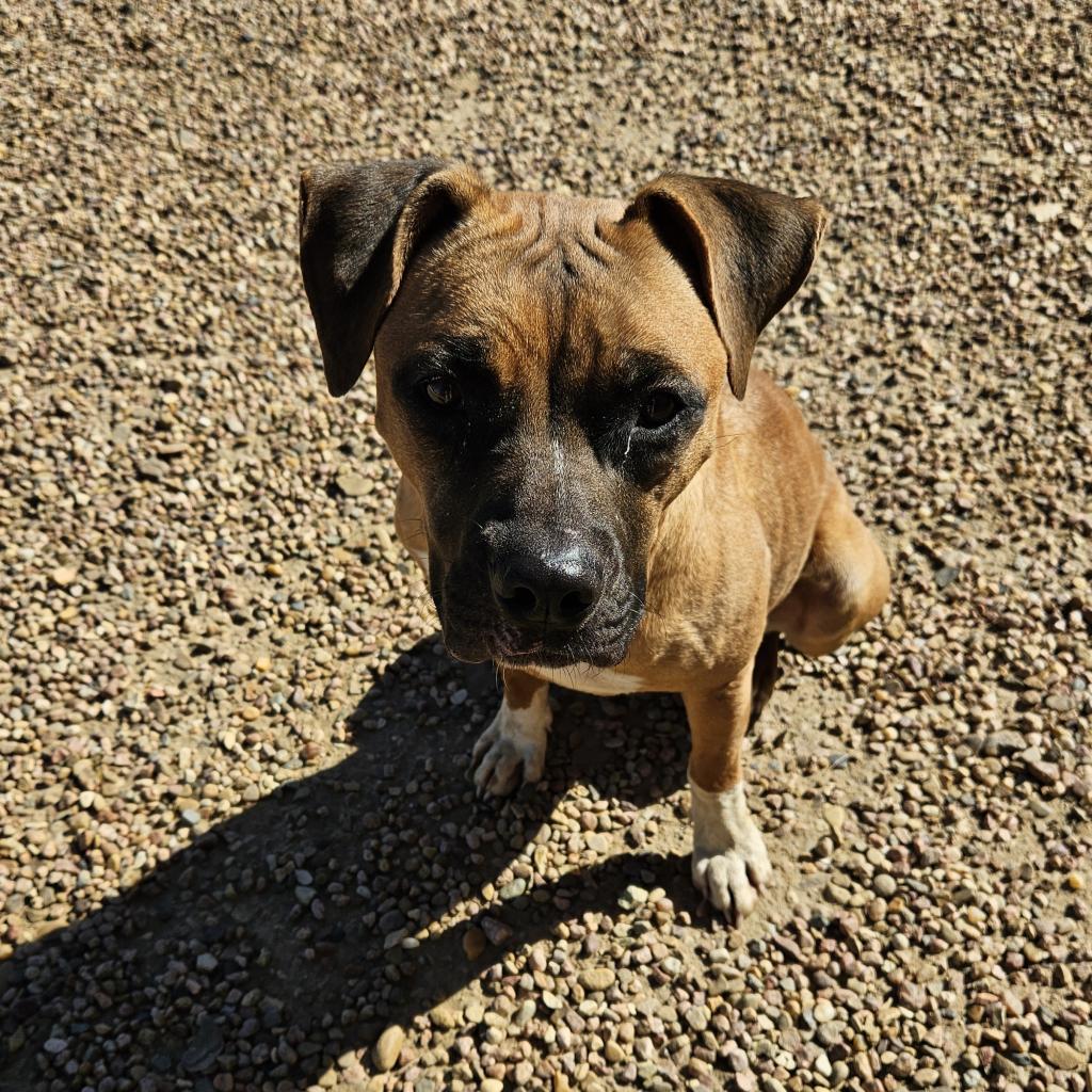 Ali, an adoptable Boxer, Mixed Breed in Kingman, KS, 67068 | Photo Image 5