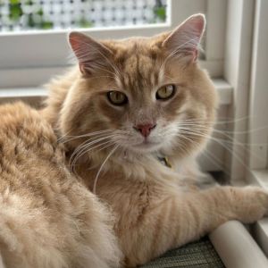 Tremont, Adult Male Domestic Long Hair