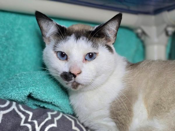 Ski Lift, an adoptable Ragdoll in Millersville, MD, 21108 | Photo Image 1