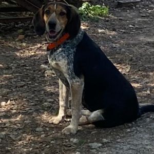 Gretchen, Adult Female Bluetick Coonhound