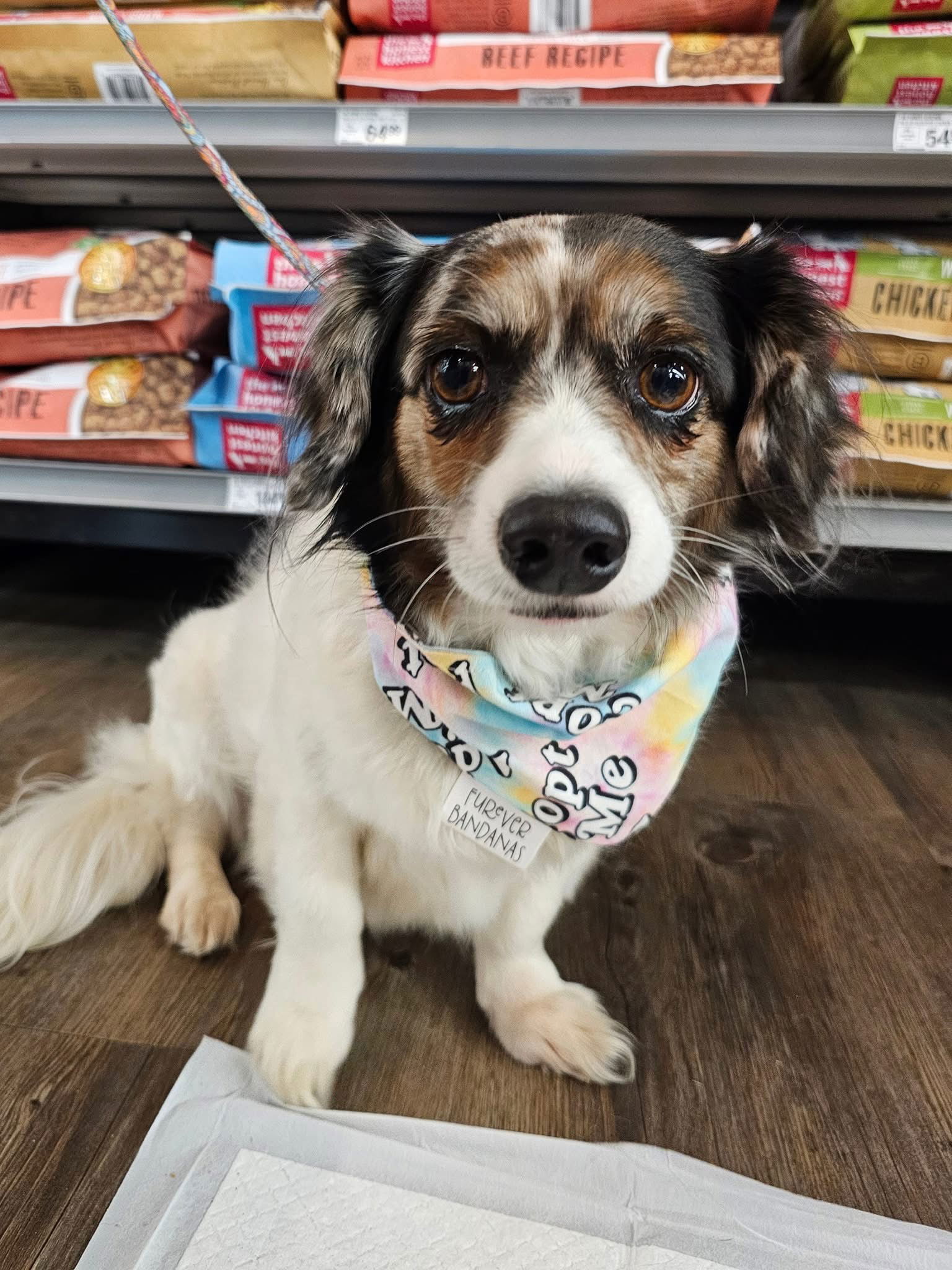 Sophia, an adoptable Dachshund in Cedar Rapids, IA, 52405 | Photo Image 1