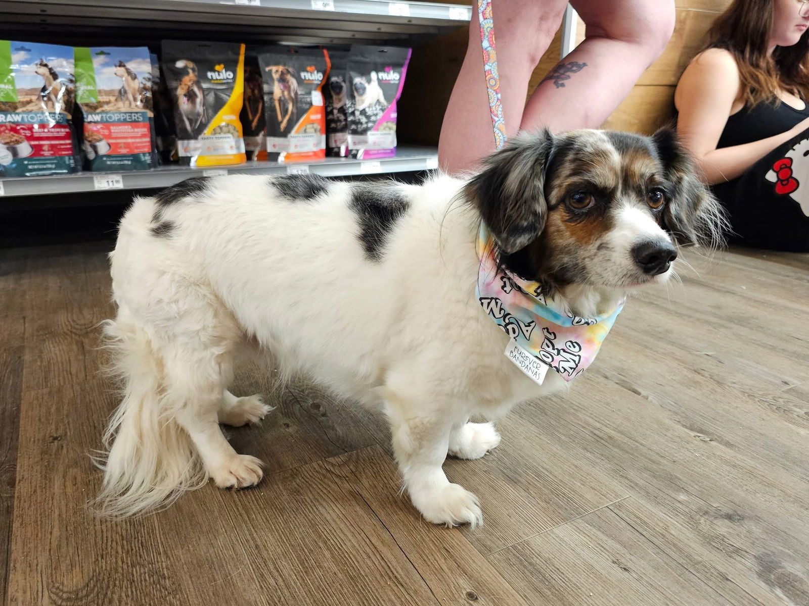 Sophia, an adoptable Dachshund in Cedar Rapids, IA, 52405 | Photo Image 2