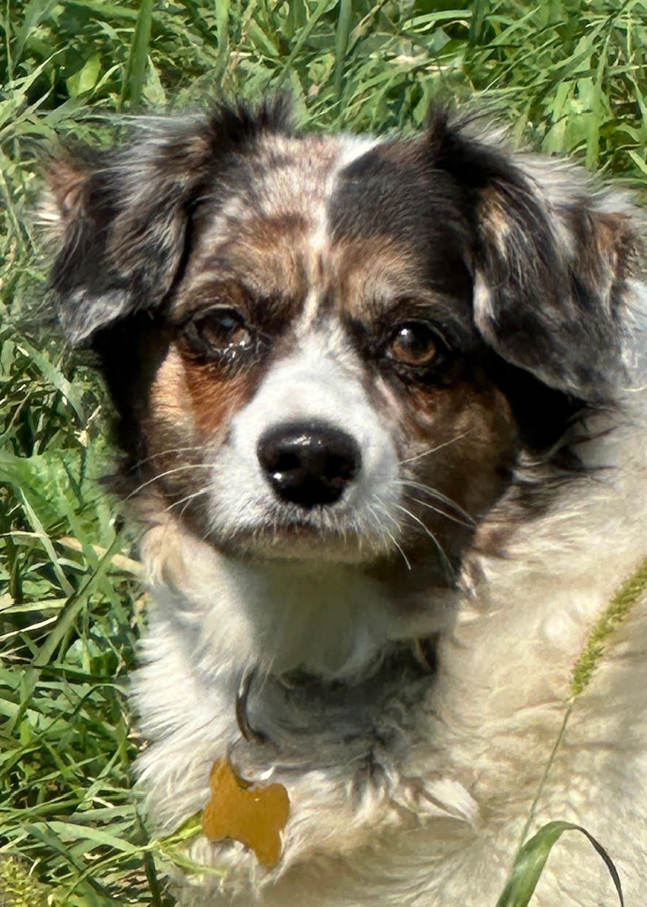 Sophia, an adoptable Dachshund in Cedar Rapids, IA, 52405 | Photo Image 3