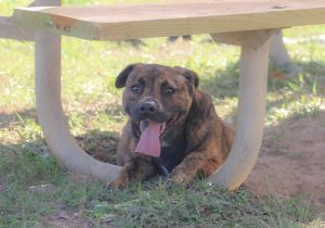 MUSHROOM, Young Female Mixed Breed