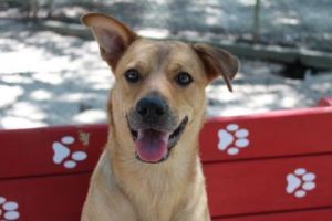 CC, Adult Female Mixed Breed