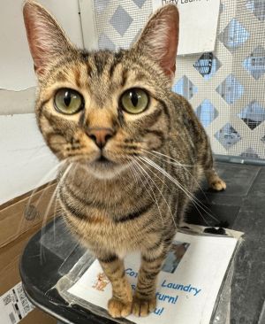 Chopstick, Baby Female Domestic Short Hair