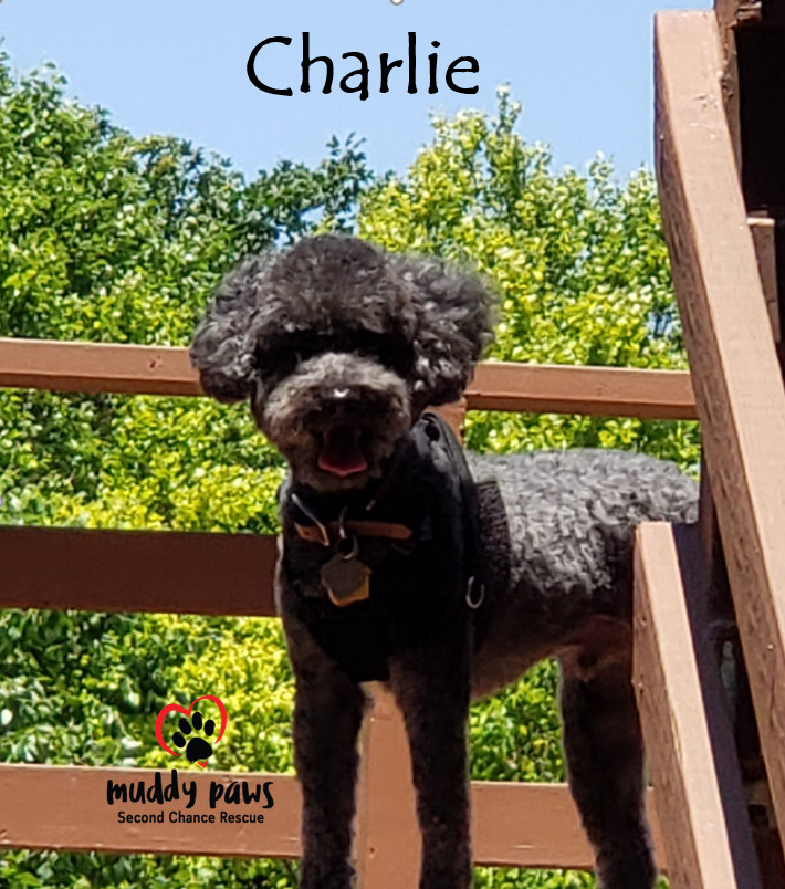 Charlie 4