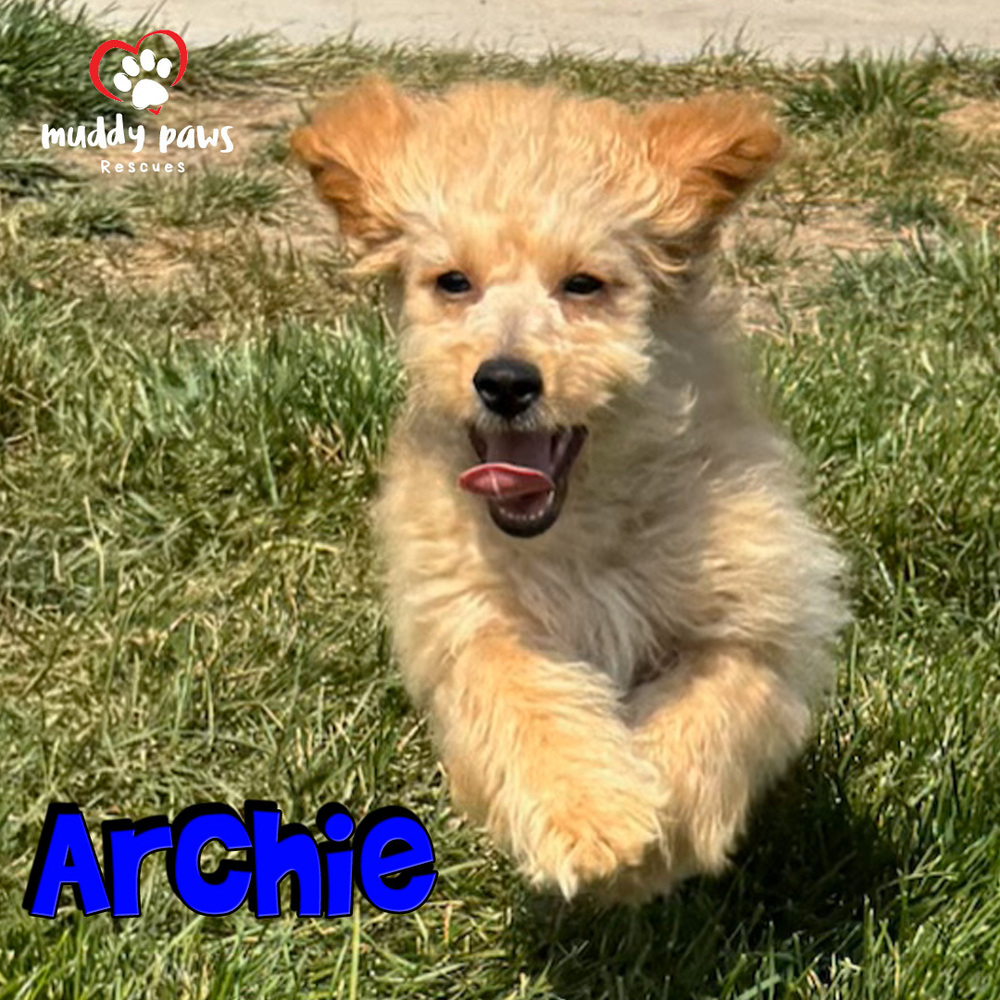 Archie - ABC Litter - No Longer Accepting Applications