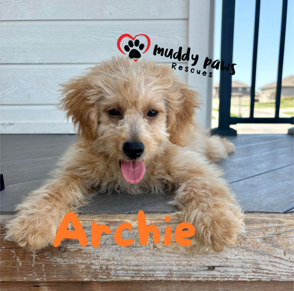 Archie - ABC Litter - No Longer Accepting Applications