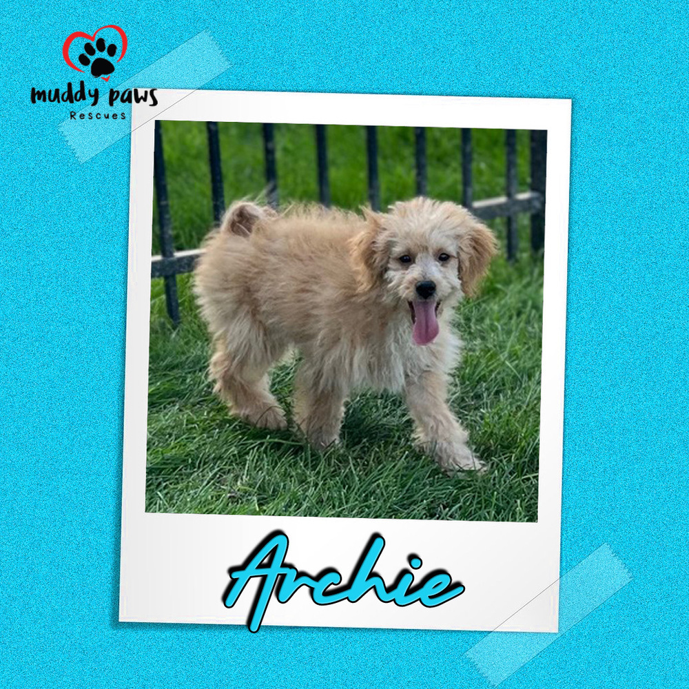 Archie - ABC Litter - No Longer Accepting Applications