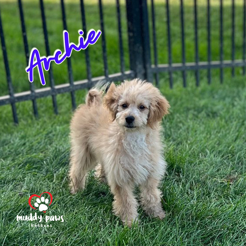 Archie - ABC Litter - No Longer Accepting Applications