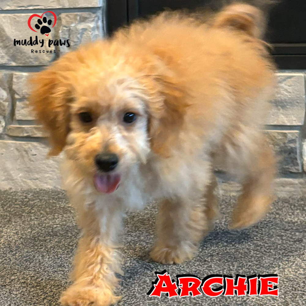 Archie - ABC Litter - No Longer Accepting Applications