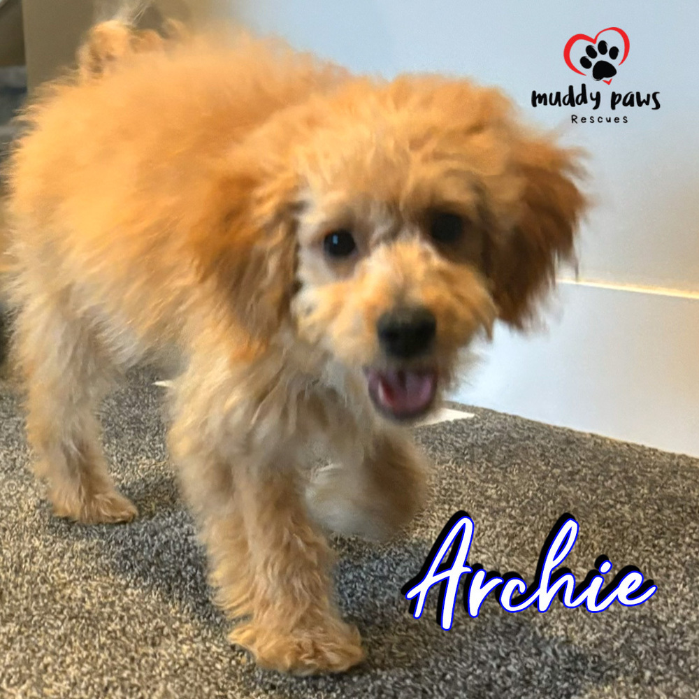 Archie - ABC Litter - No Longer Accepting Applications