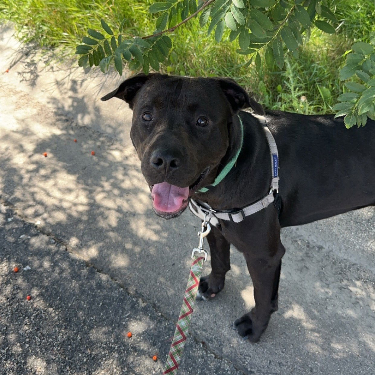 Kragnes, an adoptable Pit Bull Terrier in Fargo, ND, 58103 | Photo Image 1