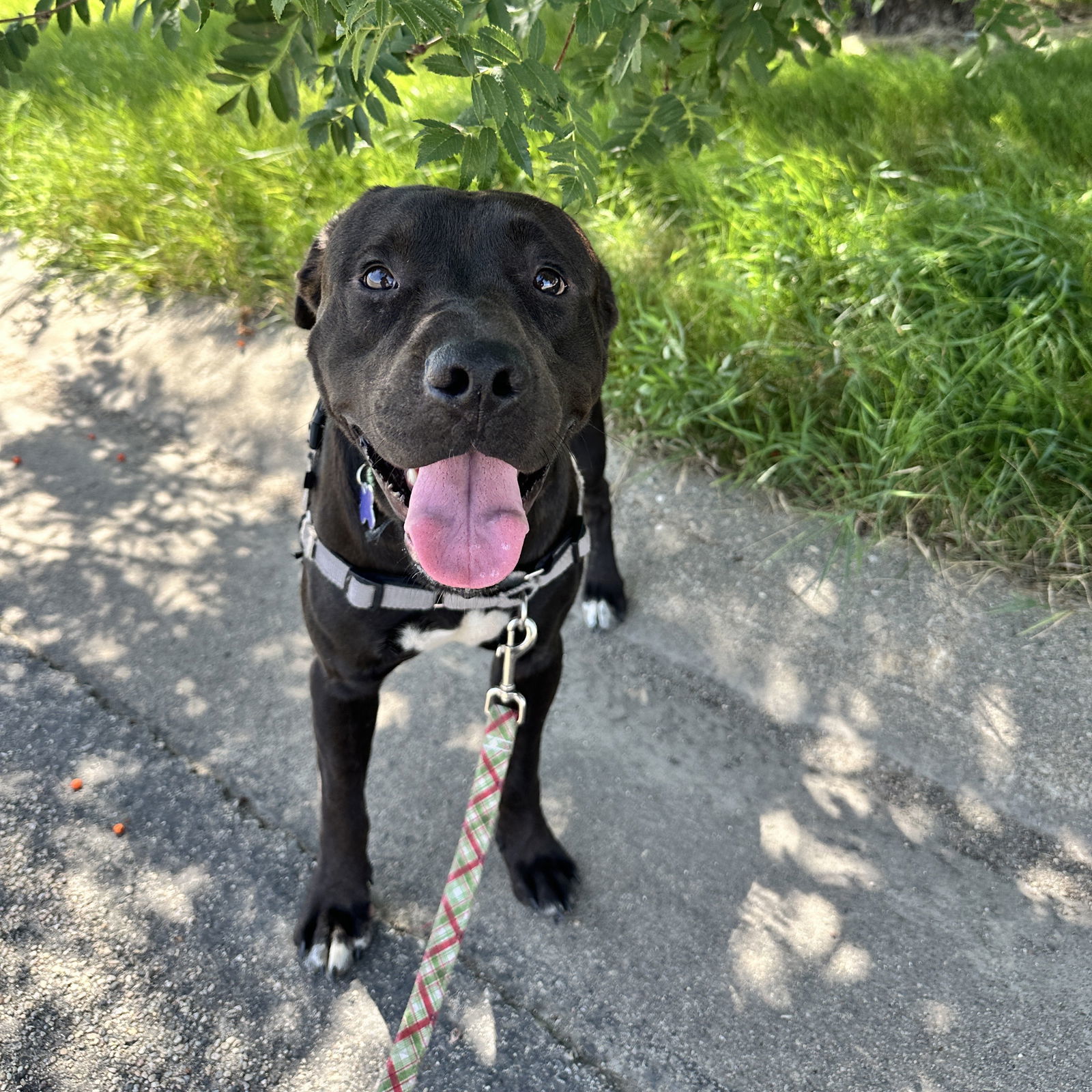 Kragnes, an adoptable Pit Bull Terrier in Fargo, ND, 58103 | Photo Image 2