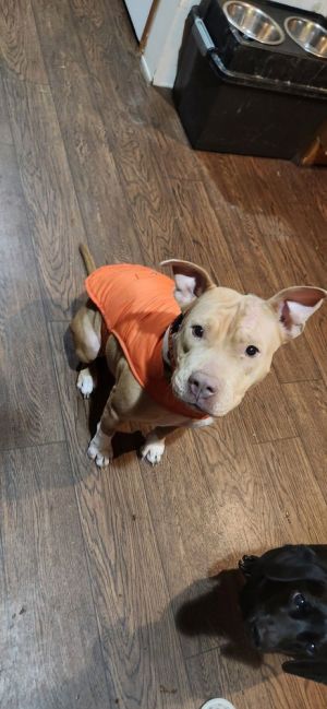 You can fill out an adoption application online on our official websitePiper TX is a female Ameri