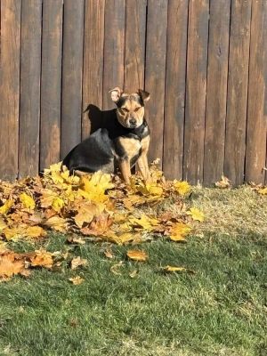 You can fill out an adoption application online on our official websitePaisley TX is a female Lab