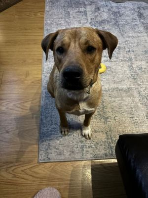 You can fill out an adoption application online on our official websitePaco TX is a male Labrador
