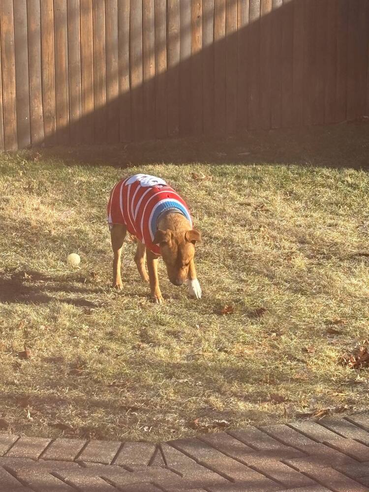 Paco (TX)