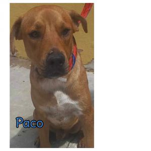 You can fill out an adoption application online on our official websitePaco TX is a male Labrador