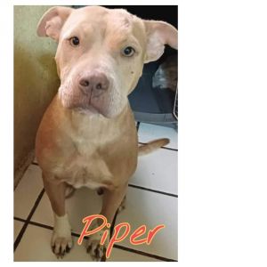 You can fill out an adoption application online on our official websitePiper TX is a female Ameri