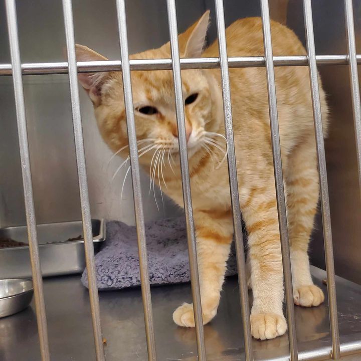 Oro, an adoptable Domestic Short Hair in Redding, CA, 96099 | Photo Image 1