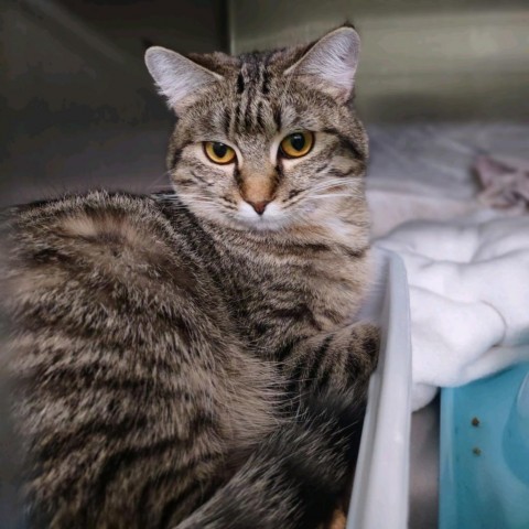 Thicket, an adoptable Domestic Short Hair in Nampa, ID, 83651 | Photo Image 1