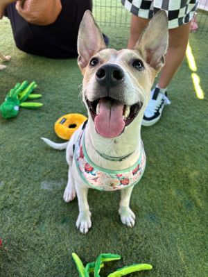 Polka, Young Female Cattle Dog