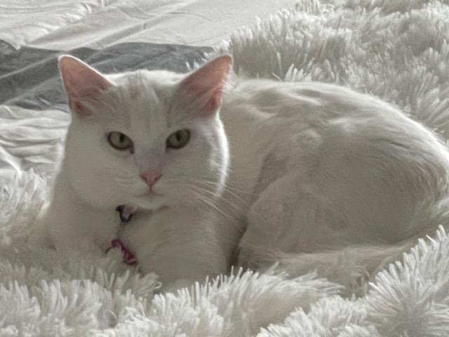 Bella