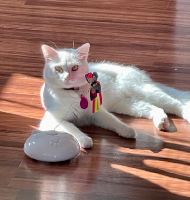 Bella