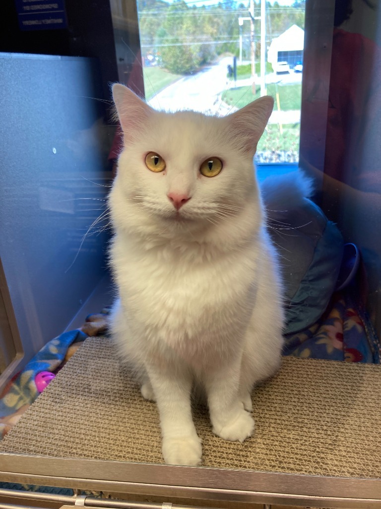 Bella