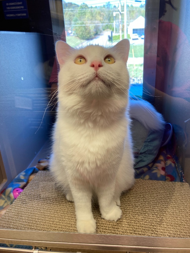 Bella