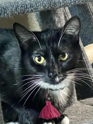 Approximate DOB 8262022 Luna is a sweet beautiful tuxedo kitty She is shy and would do best as 